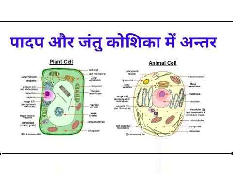 पादप कोशिका और जंतु कोशिका के बीच अंतर और समानताएं